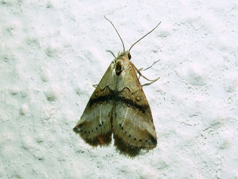 Zebeeba falsalis (Erebidae)